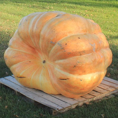 Giant Pumpkin Weigh Off
