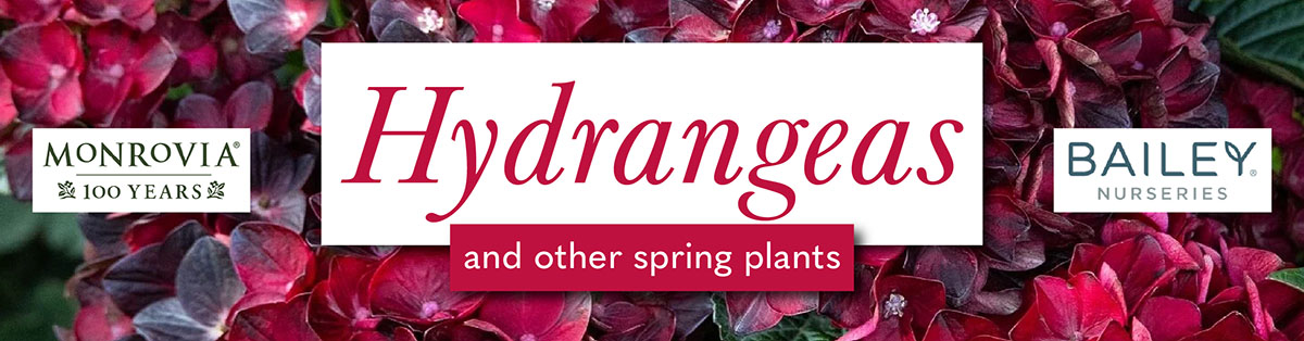 Hydrangeas & Other Spring Plants