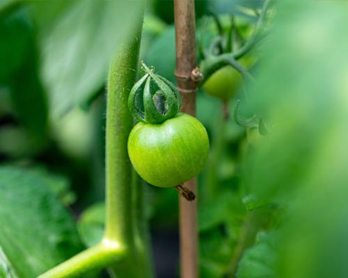 3 Gallon Tomato Plants