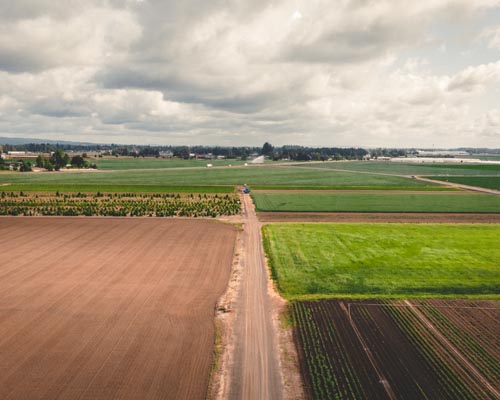 Bauman Farms Strawberry & Spinach Fields - Drone View