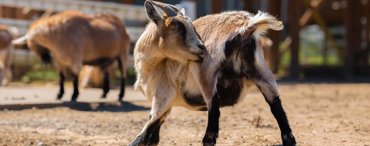 Petting Zoo - Goats