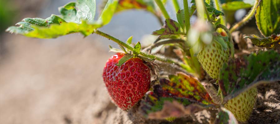 Strawberry Season on the Farm