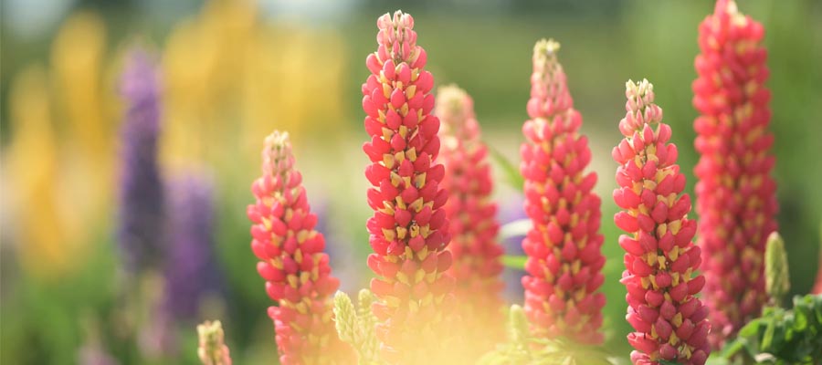 Lupine - Colorful & Vibrant - West Country