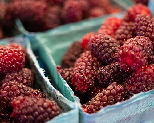 Loganberries & Tayberries - Bauman Farms Berries