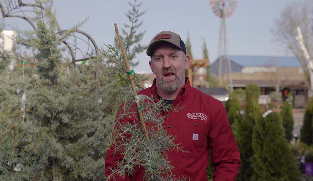 Cypress Tree - Easy Maintenance - Bauman's in Oregon