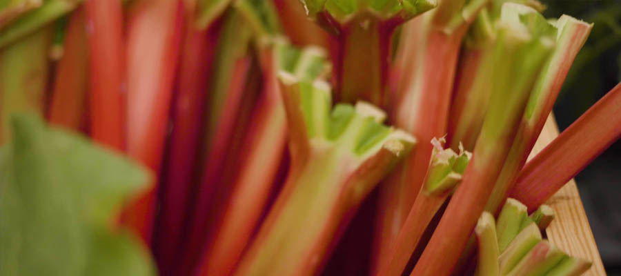 Rhubarb - Growing, Harvesting, & Eating