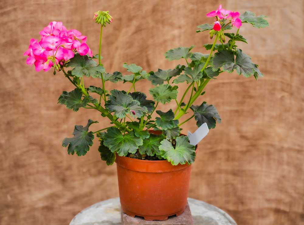 Tower Geraniums in Pink