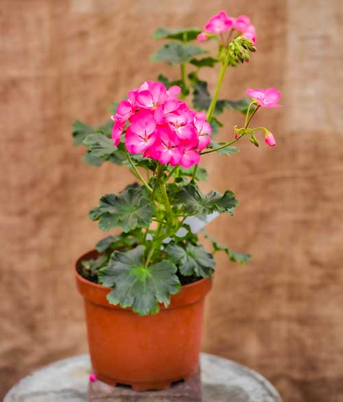 Tower Geraniums in Pink