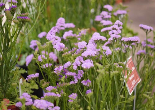 Buy Mother's Day Plants at Bauman Farms & Garden