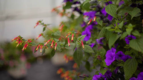 Salvia Lips Flowers for Your Hanging Baskets