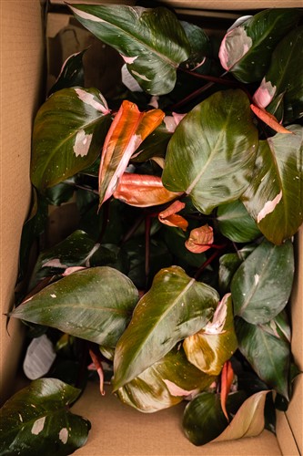 Philodendron Pink Princess House Plant