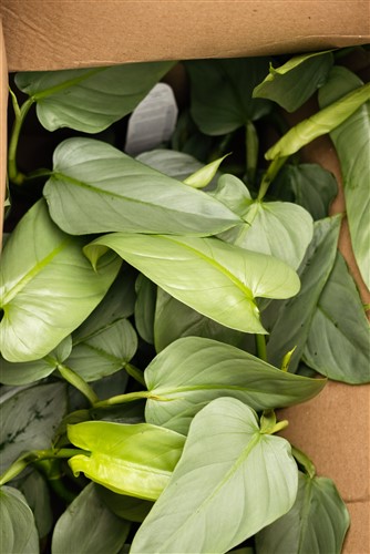 Philodendron Silver Sword House Plant