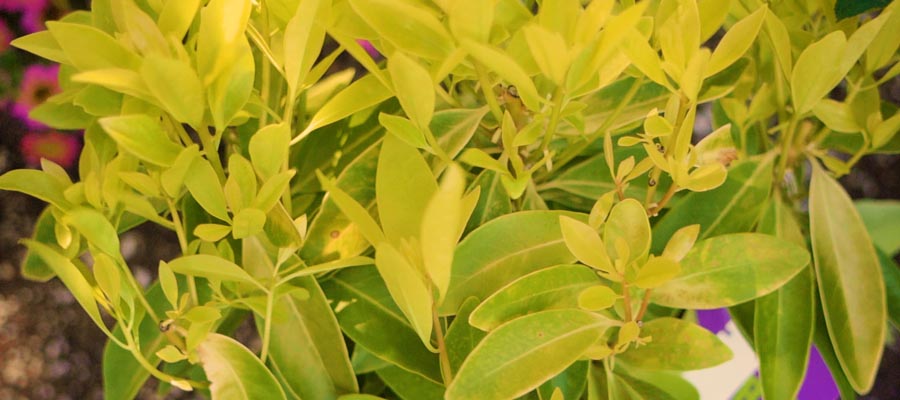 Bananappeal Shrubs with yellow leaves - Bauman Farms