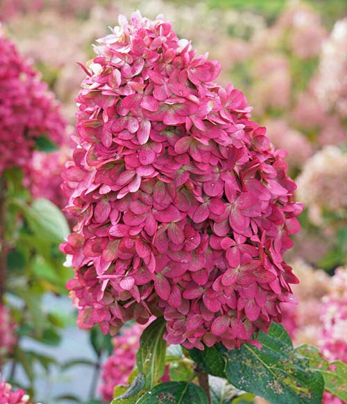 Hydrangea Limelight Prime Pink Flowers