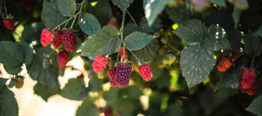 Tayberries at Bauman's Farm & Garden