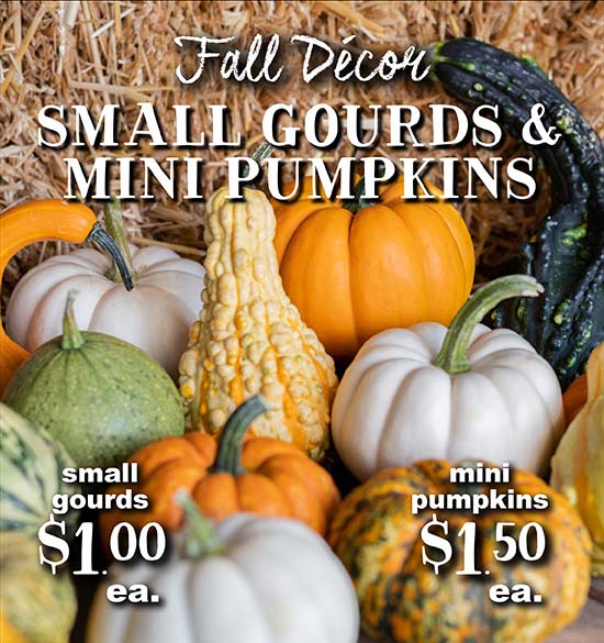 Small Gourds & Mini Pumpkins
