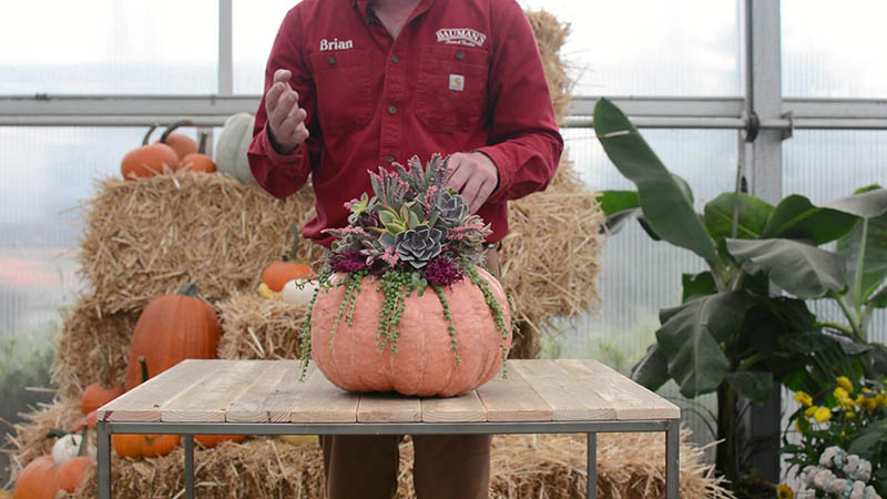 How to Create a Succulent Pumpking