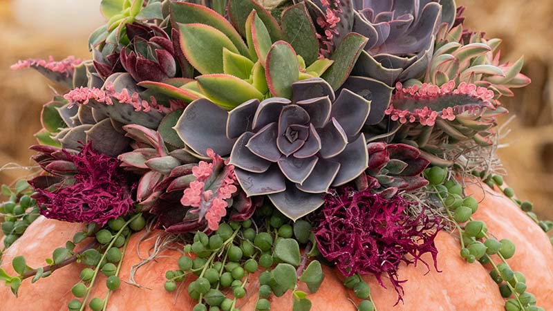 Beautiful Succulent Pumpkins - Learn how to make one