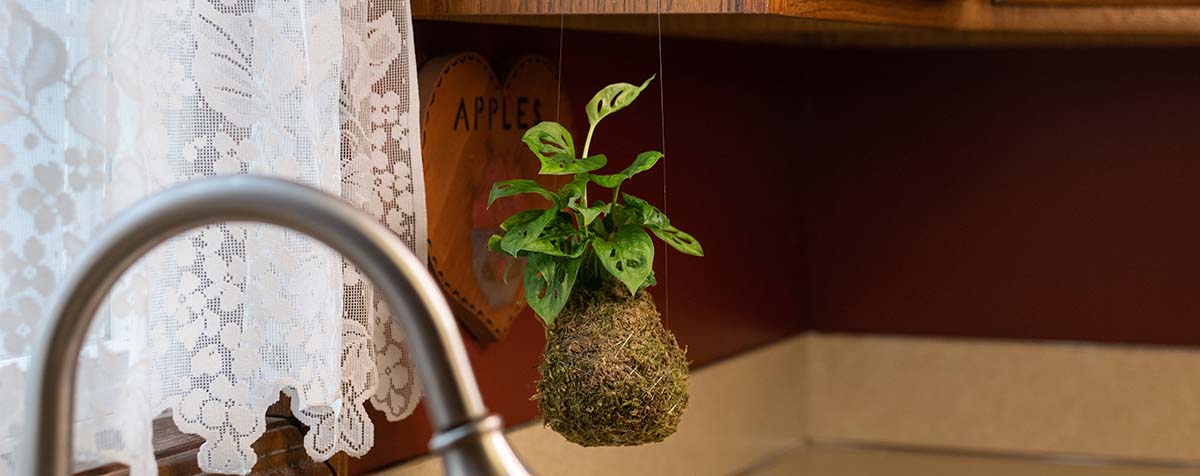 Class - How to Make Your Own Kokedama