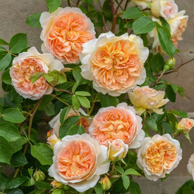 bathsheba-rose David Austin Roses - Bathsheba