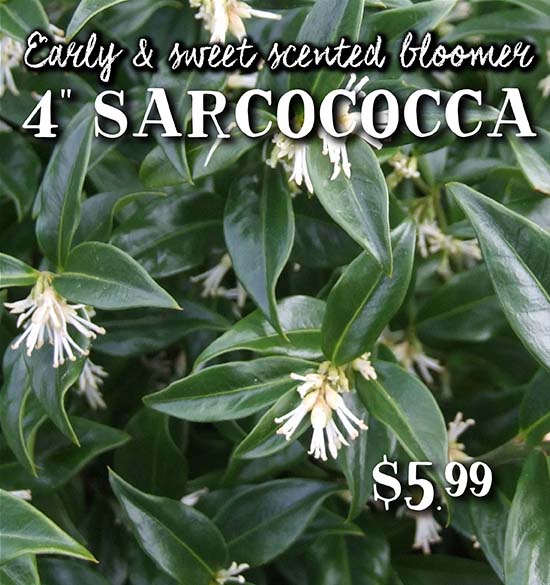 Sarcocca plants