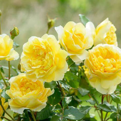 poets-wife-rose David Austin Roses - Poets Wife