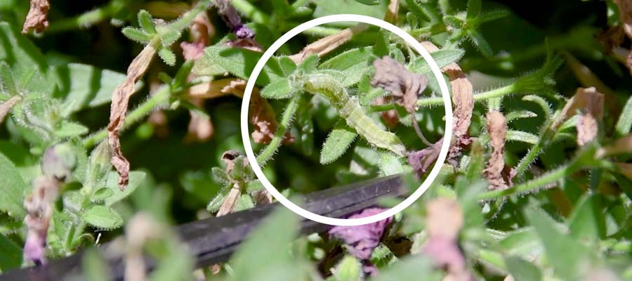Hanging Basket Care - Cutworms