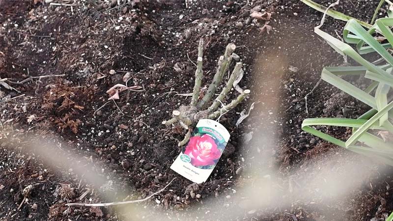 planted bare root rose