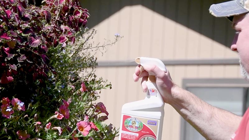 Captain Jacks spray to help get rid of bugs in hanging baskets