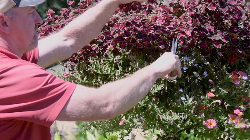 Trim your hanging baskets