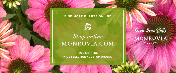 Monrovia - shop online plants and flowers