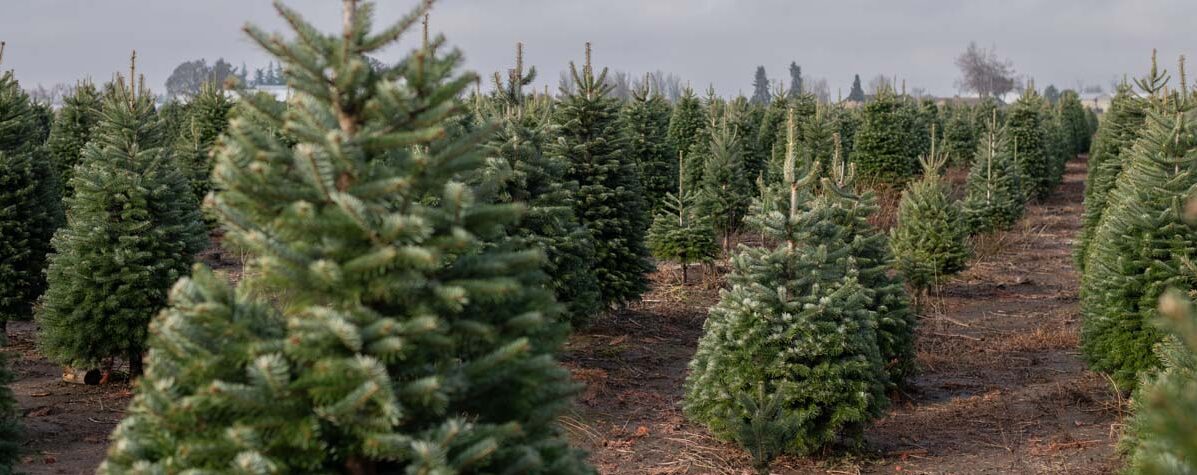 Christmas Trees for Sale at Bauman's Farm & Garden