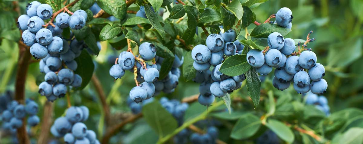 Buy Berries, Grapes, & Kiwis Plants