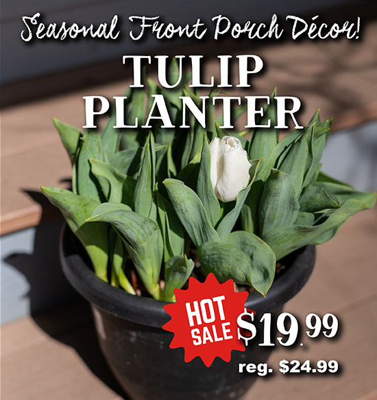 Tulip Planter