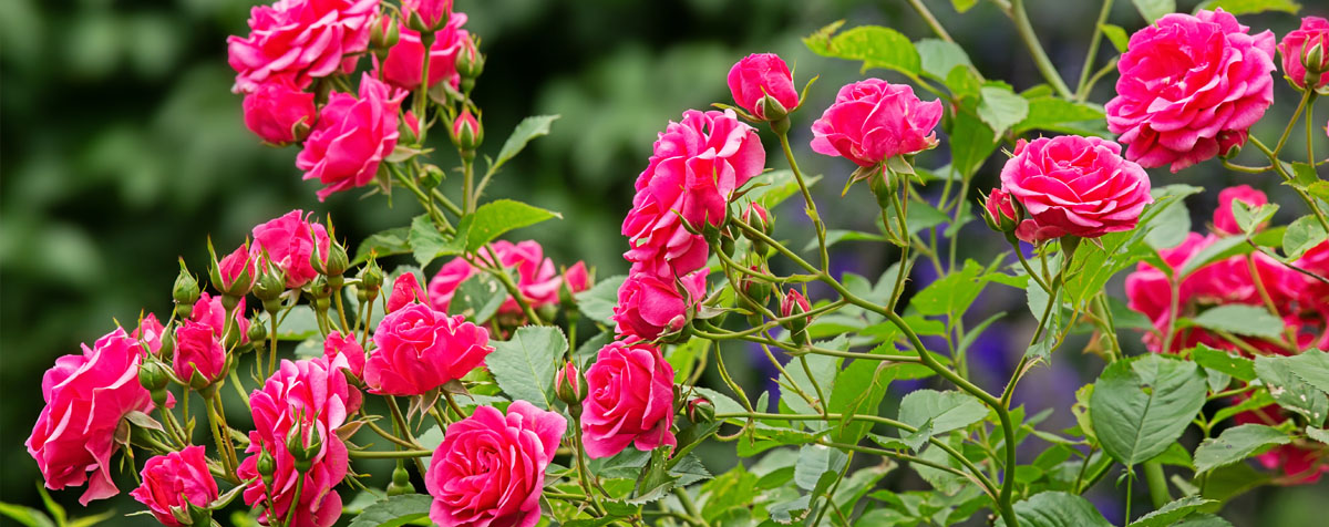 Buy Roses at Bauman Farms & Garden in Gervais, Oregon