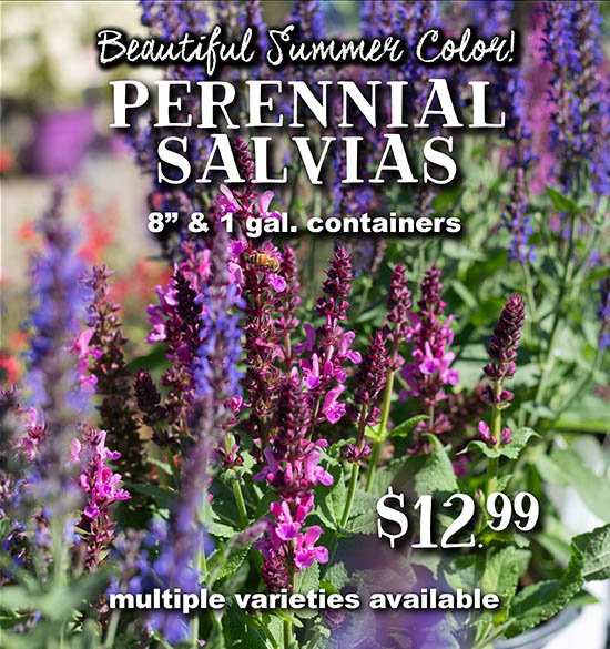 Perennial Salvias