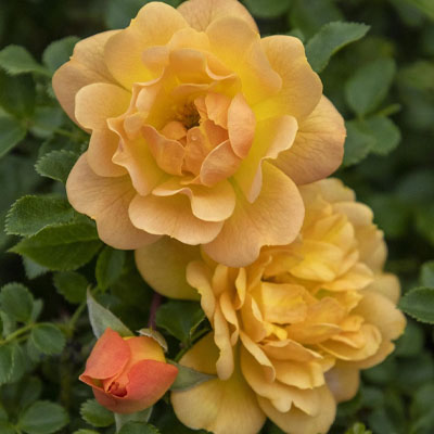 Rosa Itsy Bitsy Peach Rose