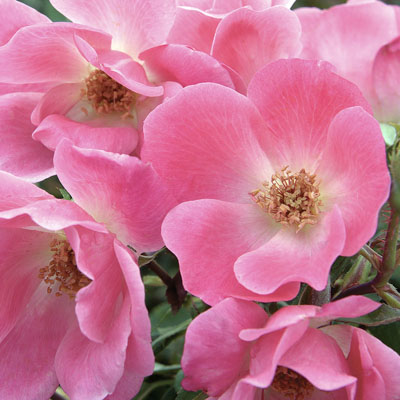 Rosa Pink Knock Out Shrub Rose