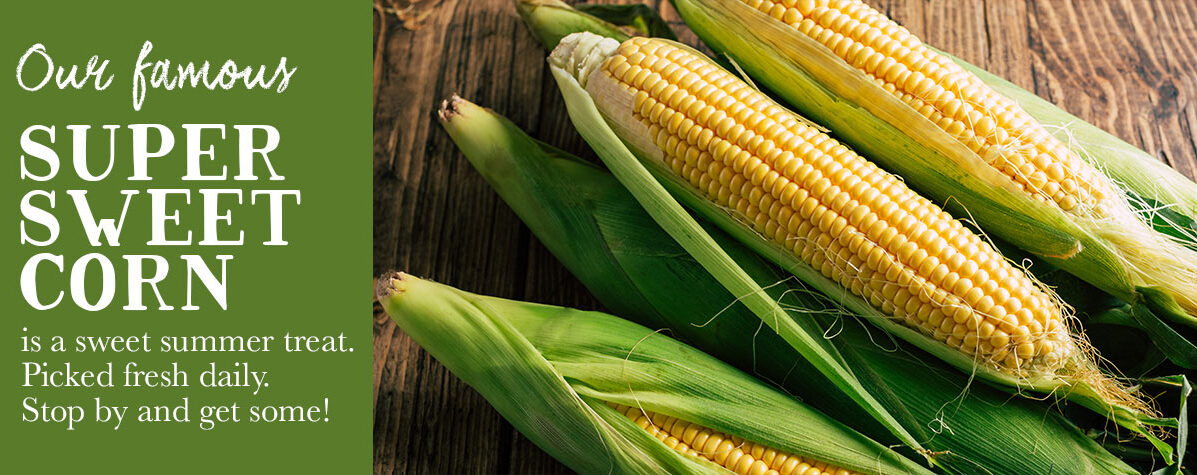 Super Sweet Corn for sale at Bauman Farms