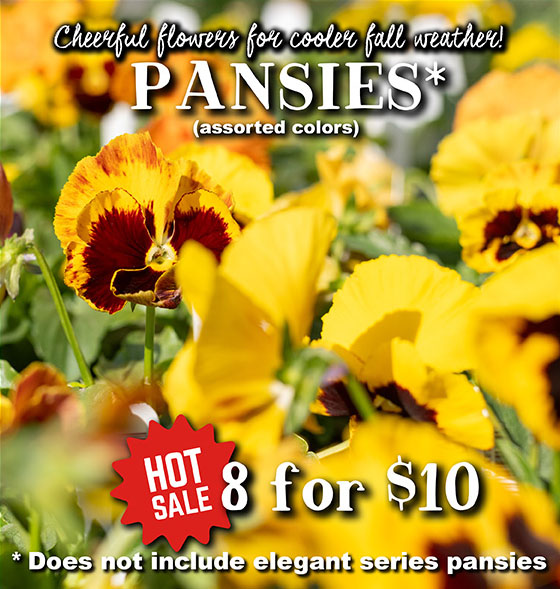 Pansies - Hot Sale