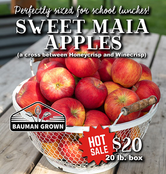 Sweet Maia Apples