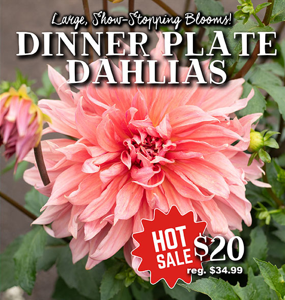 Dinner Plate Dahlias
