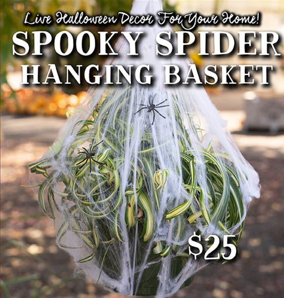 Spooky Spider Hanging Basket