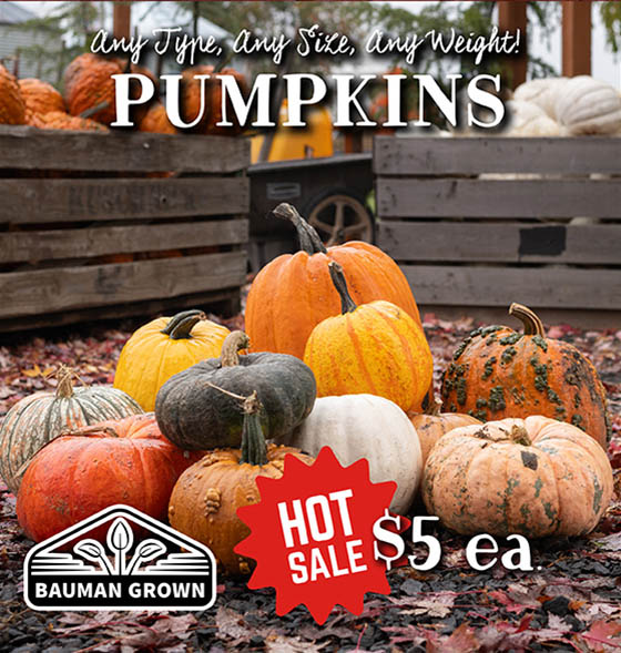 Pumpkins - Hot Sale