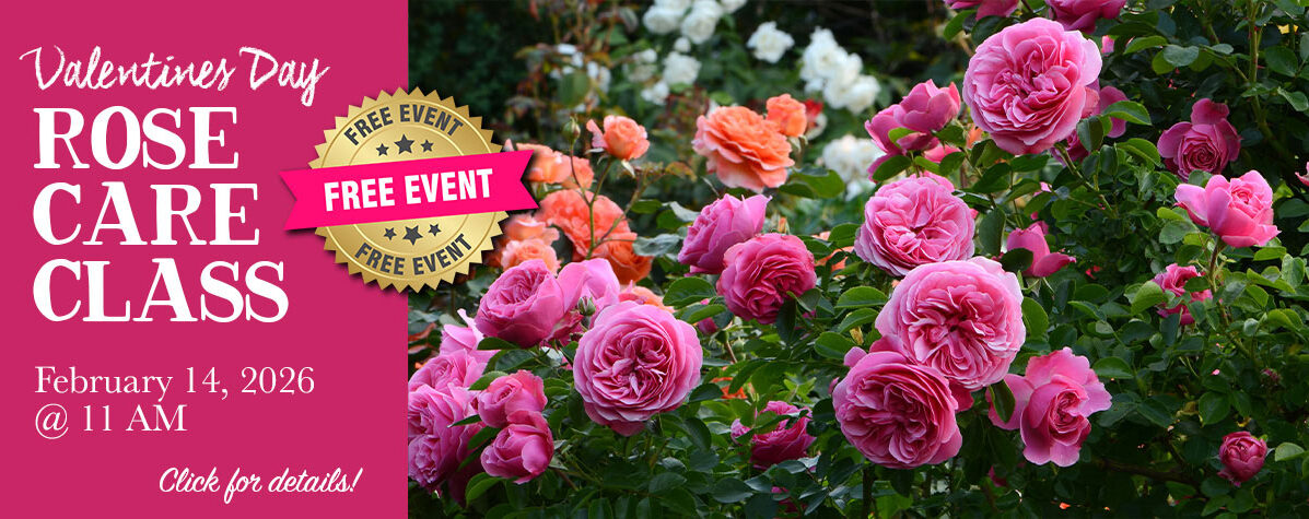 rose care class 2026 at Bauman's Farm & Garden