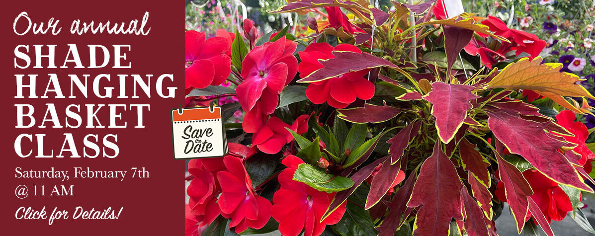 Shade Hanging Basket Class 2026