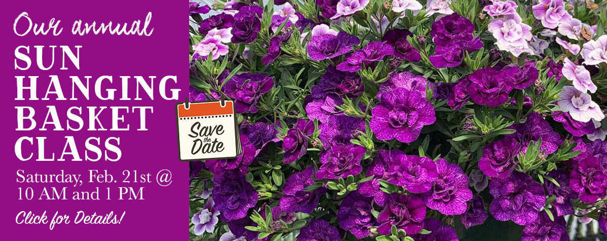 Sun Hanging Basket Class 2026