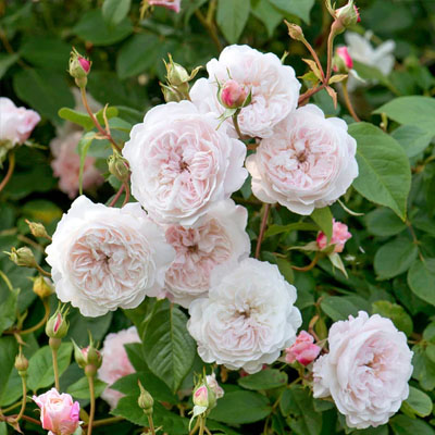 albrighton-rambler-david-austin-roses Albrighton Rambler David Austin Roses