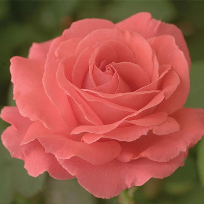 america-climber-weeks-roses America Climber Weeks Roses