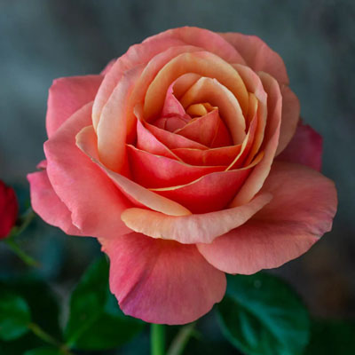 annas-promise-grandiflora-weeks-roses Anna's Promise Grandiflora Weeks Roses